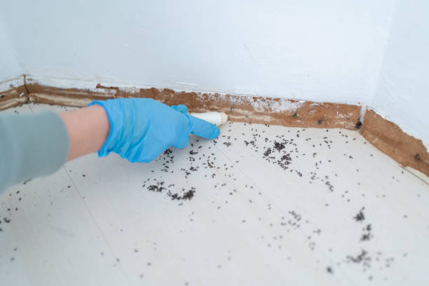 Professional Pest Control in Dallas, OR